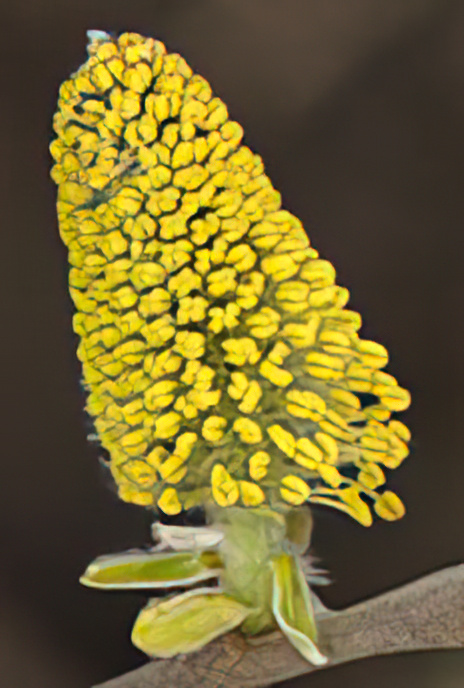 Goat or Pussy Willow