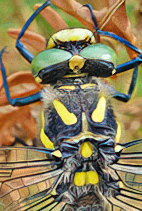 Golden-ringed Dragonfly