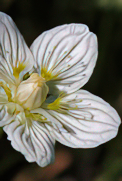 Grass of Parnassus