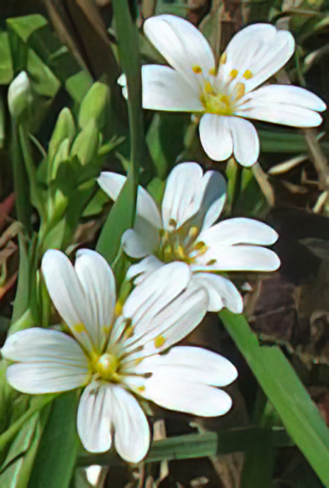 Greater Stitchwort