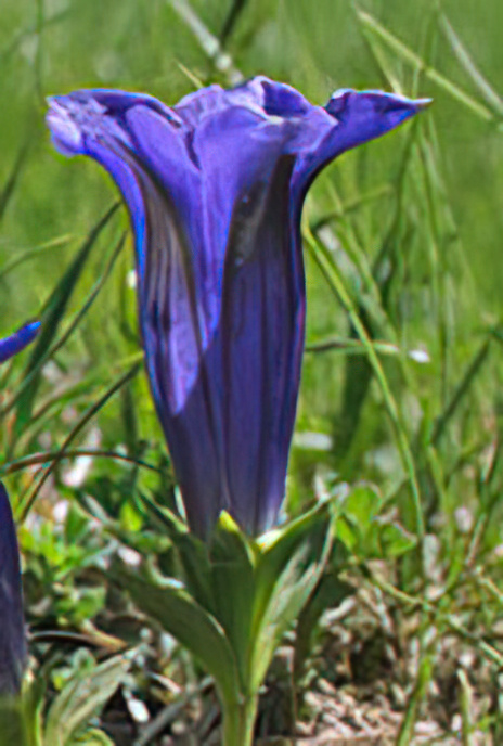 Trumpet Gentian