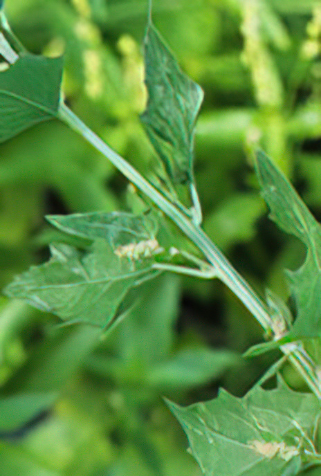 Halberd-leaved Orache