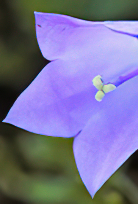 Harebell