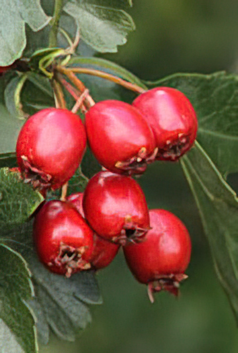 Hawthorn