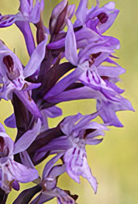 Heath Spotted Orchid