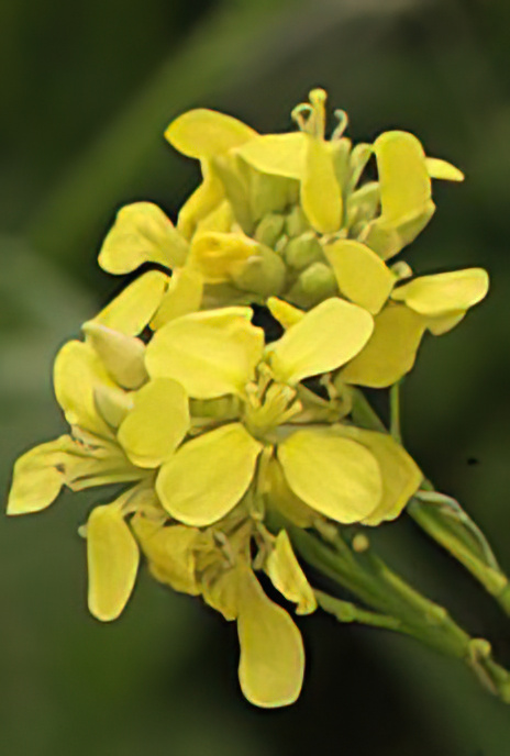 Hedge Mustard