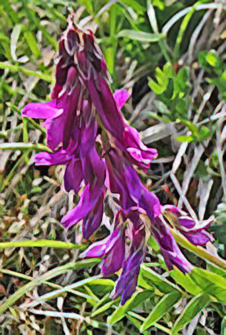 Alpine Sainfoin