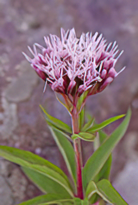 Hemp Agrimony