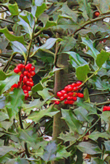 Holly