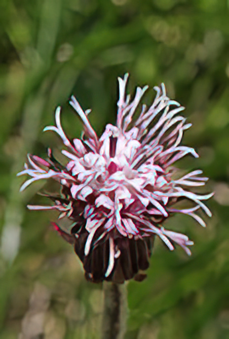 Alpine Coltsfoot
