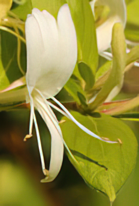 Honeysuckle