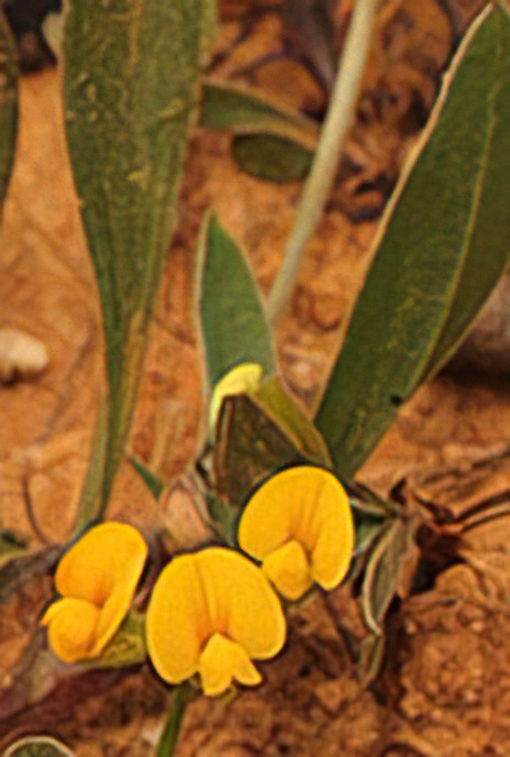 Disk Trefoil