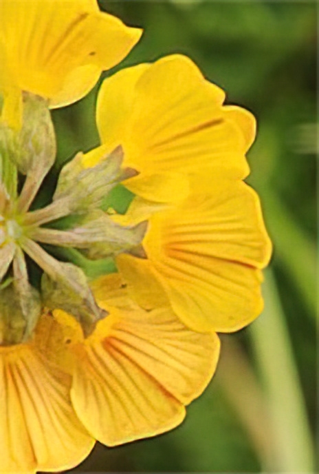 Scorpion Vetch