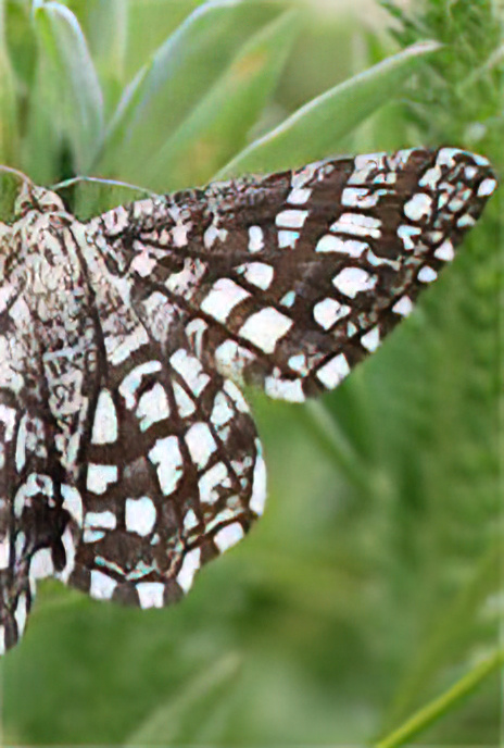 Latticed Heath
