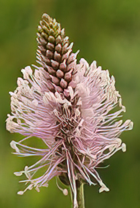 Hoary Plantain