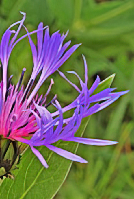 Mountain Knapweed