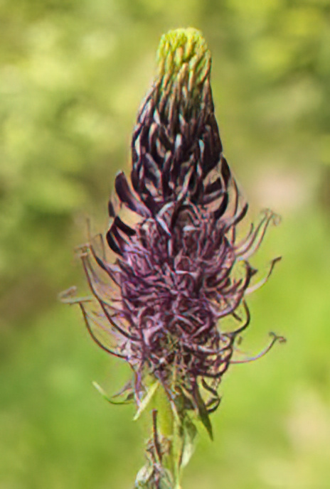 Dark Rampion