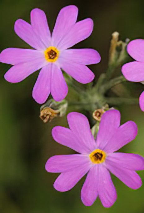 Bird’s-eye Primrose