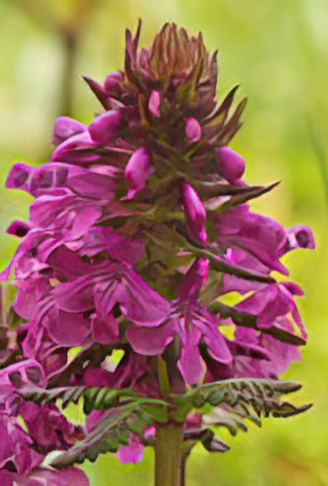 Whorled Lousewort