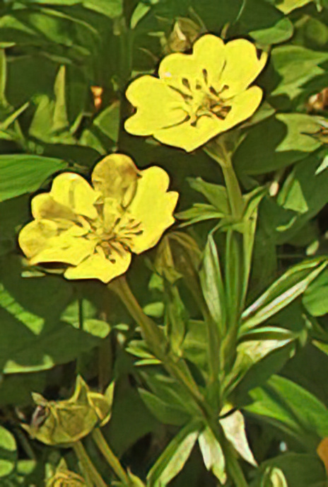 Golden Cinquefoil