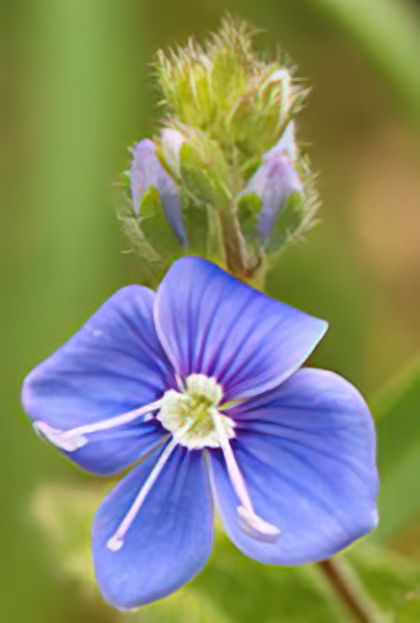 Germander Speedwell