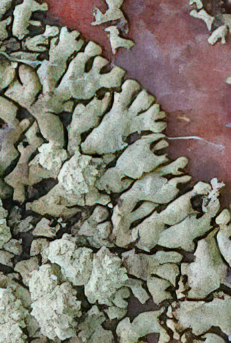 Xanthoparmelia mougeotii
