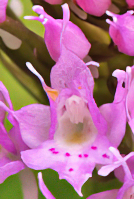 Round-headed Orchid