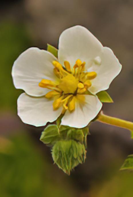 Rock Cinquefoil