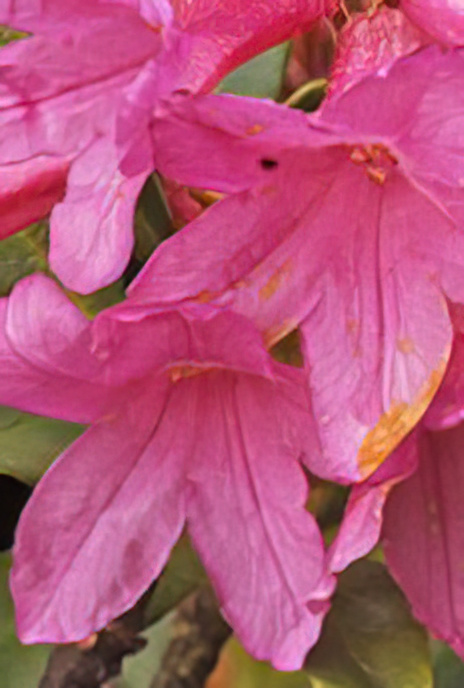 Alpenrose