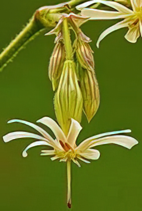 Nottingham Catchfly