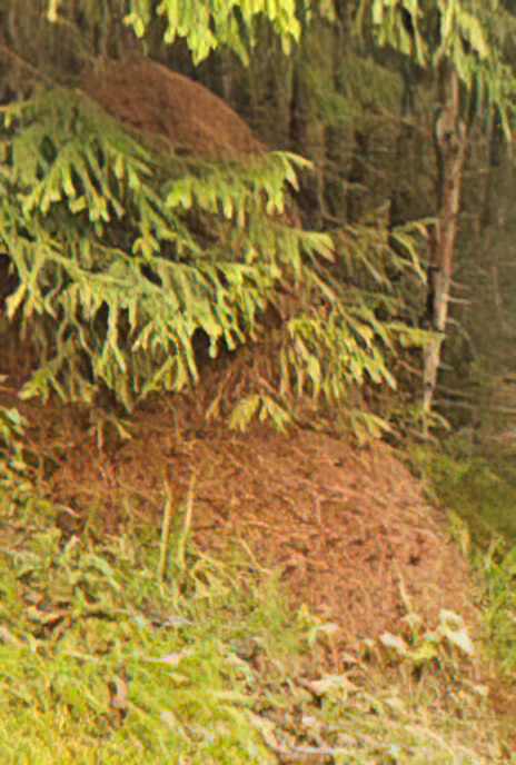 Wood Ant (nest)