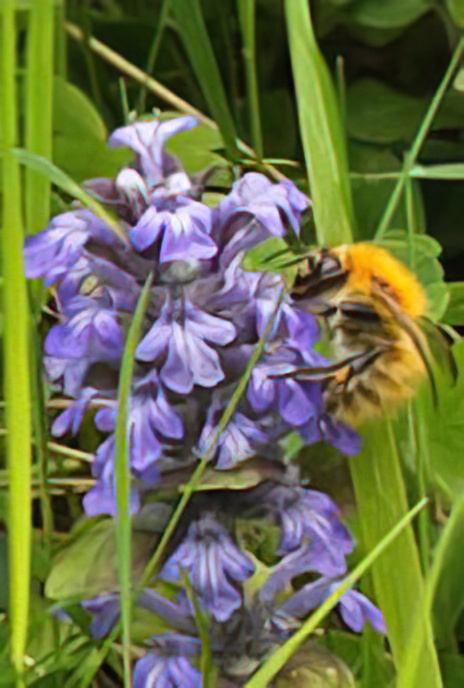 Bugle