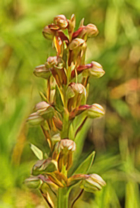 Frog Orchid
