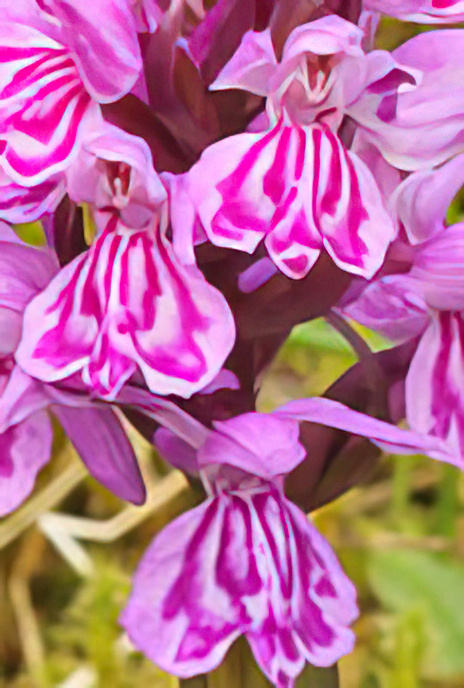 Broad-leaved Marsh Orchid