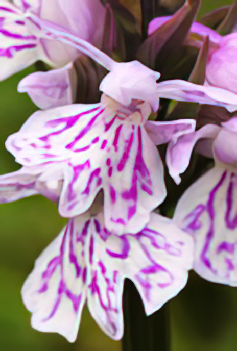 Common Spotted Orchid