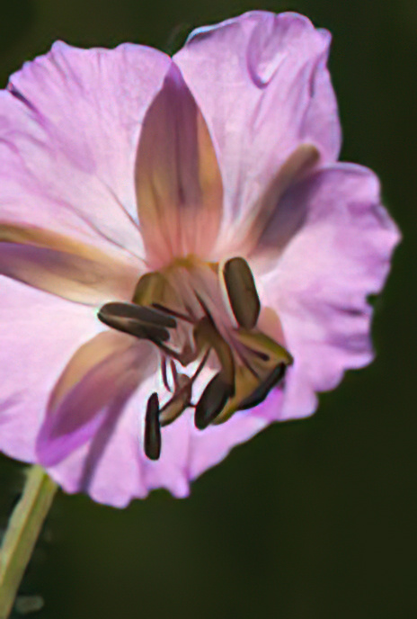 Dusky Crane’s-bill or Mourning Widow