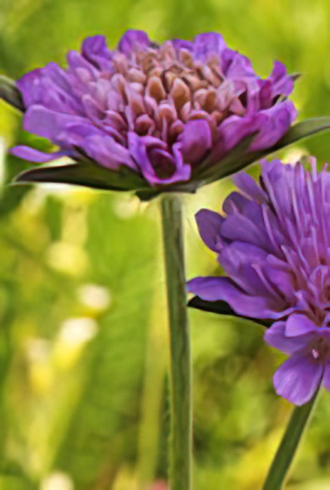 Field Scabious