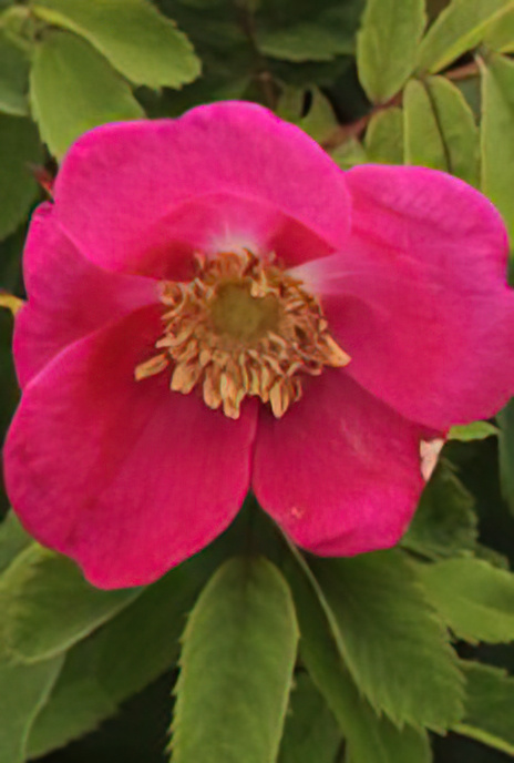 Alpine Rose