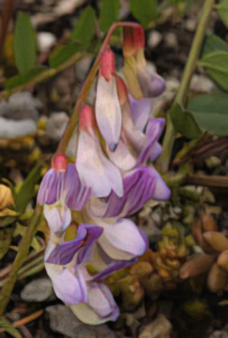 Wood Vetch