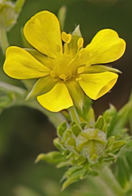 Spring Cinquefoil