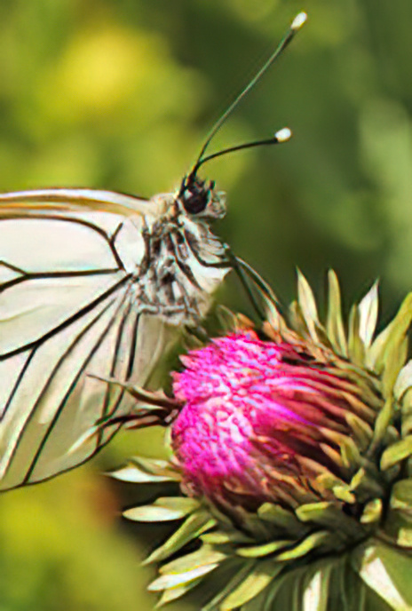 Black-veined White