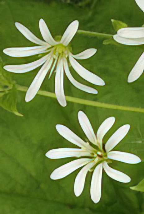 Wood Stitchwort