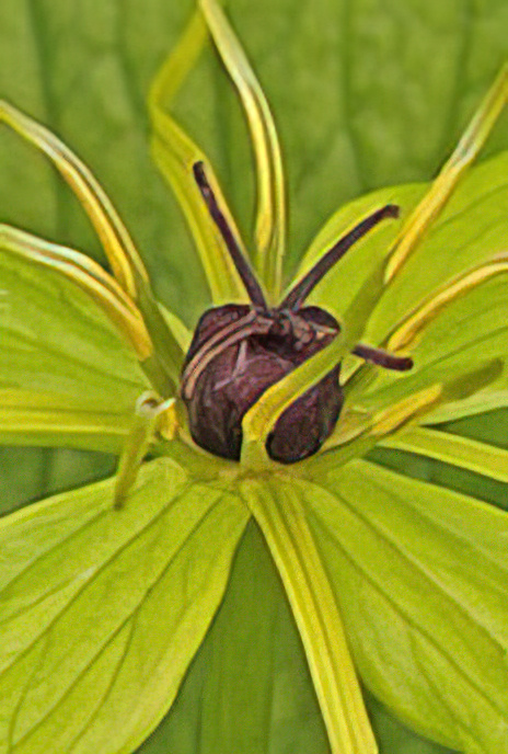Herb Paris
