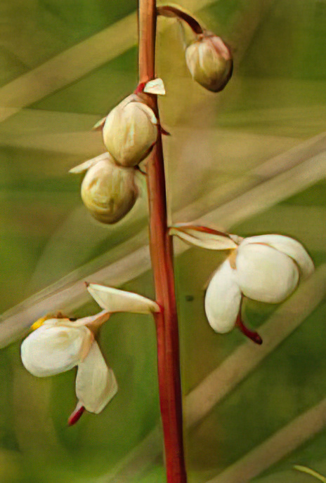 Round-leaved Wintergreen