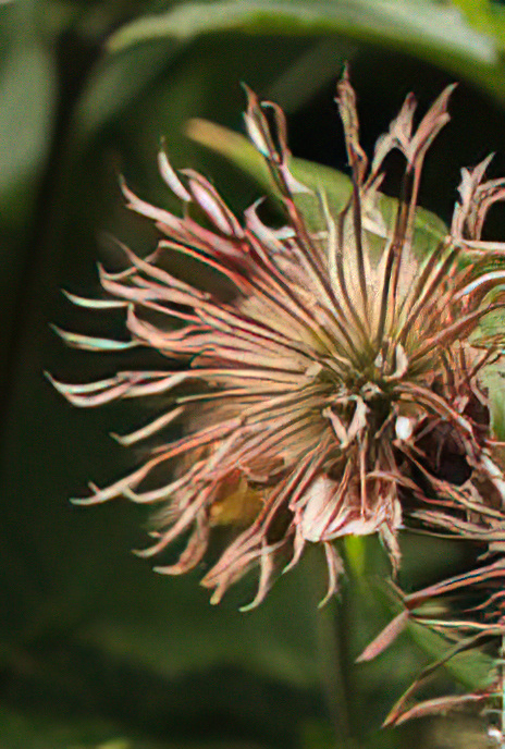 Water Avens