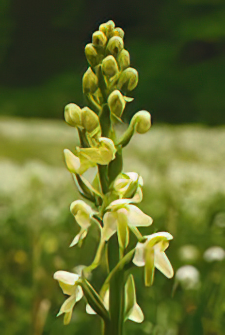 Greater Butterfly Orchid