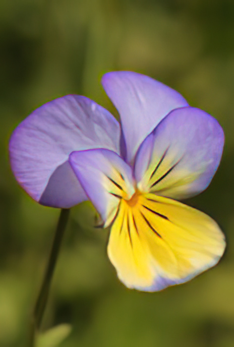 Wild Pansy
