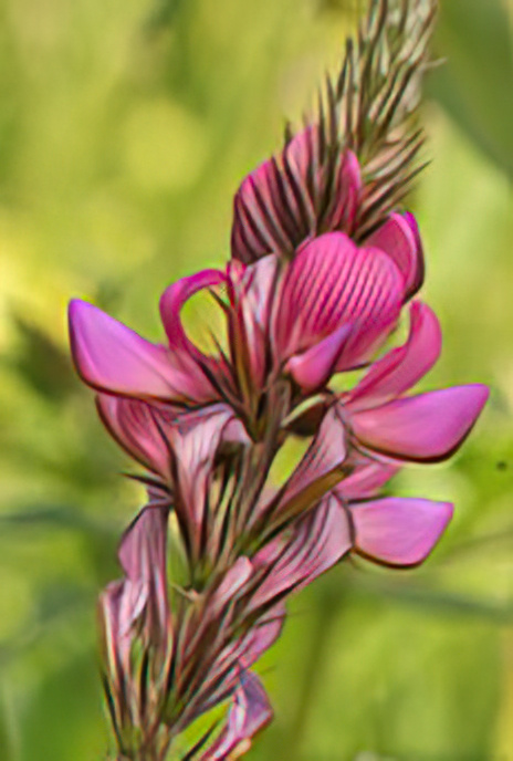 Mountain Sainfoin