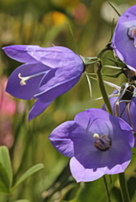 Harebell