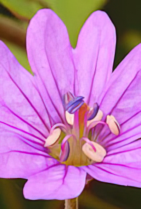 Hedgerow Crane’s-bill